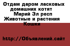 Отдам даром ласковых домашних котят  - Марий Эл респ. Животные и растения » Кошки   
